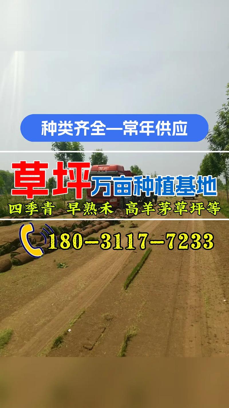 马尼拉草坪一平方多少钱?2026年最新价格参考与影响因素全解析 季节:春秋旺季价格上浮,反季采购可省钱