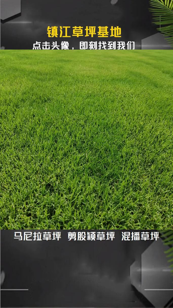 马尼拉草坪一平方多少钱?2026年最新价格参考与影响因素全解析 数量:采购量越大,单价折扣越明显