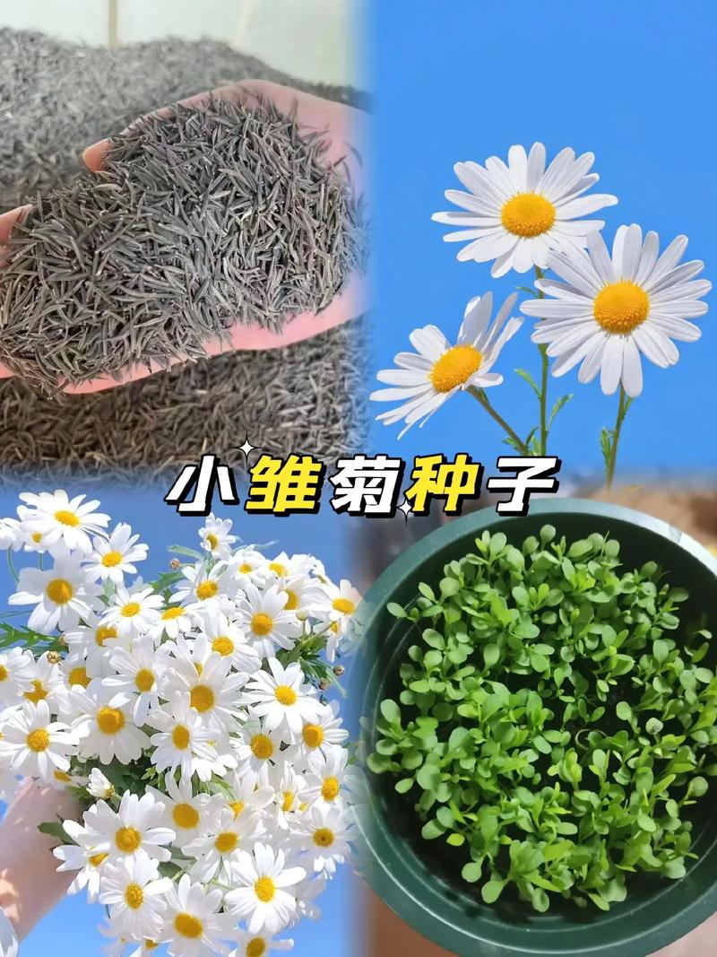 雏菊种子什么时候种?从播种到成活的全流程操作指南 播种深度