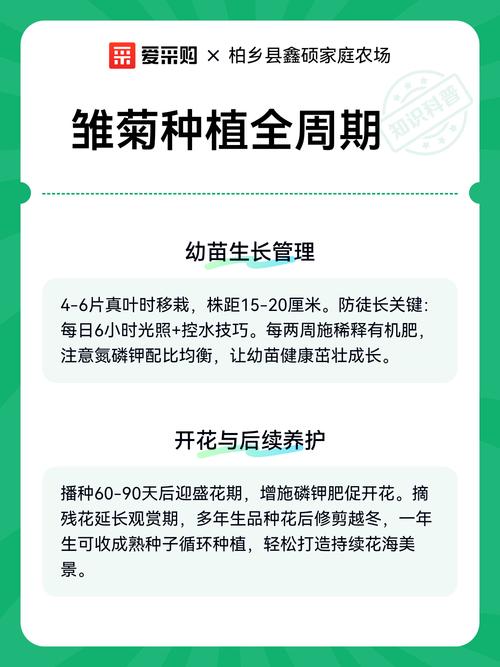 雏菊种子什么时候种?从播种到成活的全流程操作指南 土壤环境