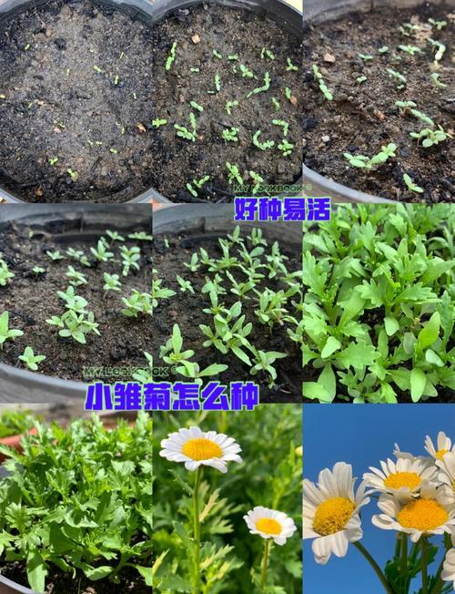 雏菊种子什么时候种?从播种到成活的全流程操作指南 缓苗管理