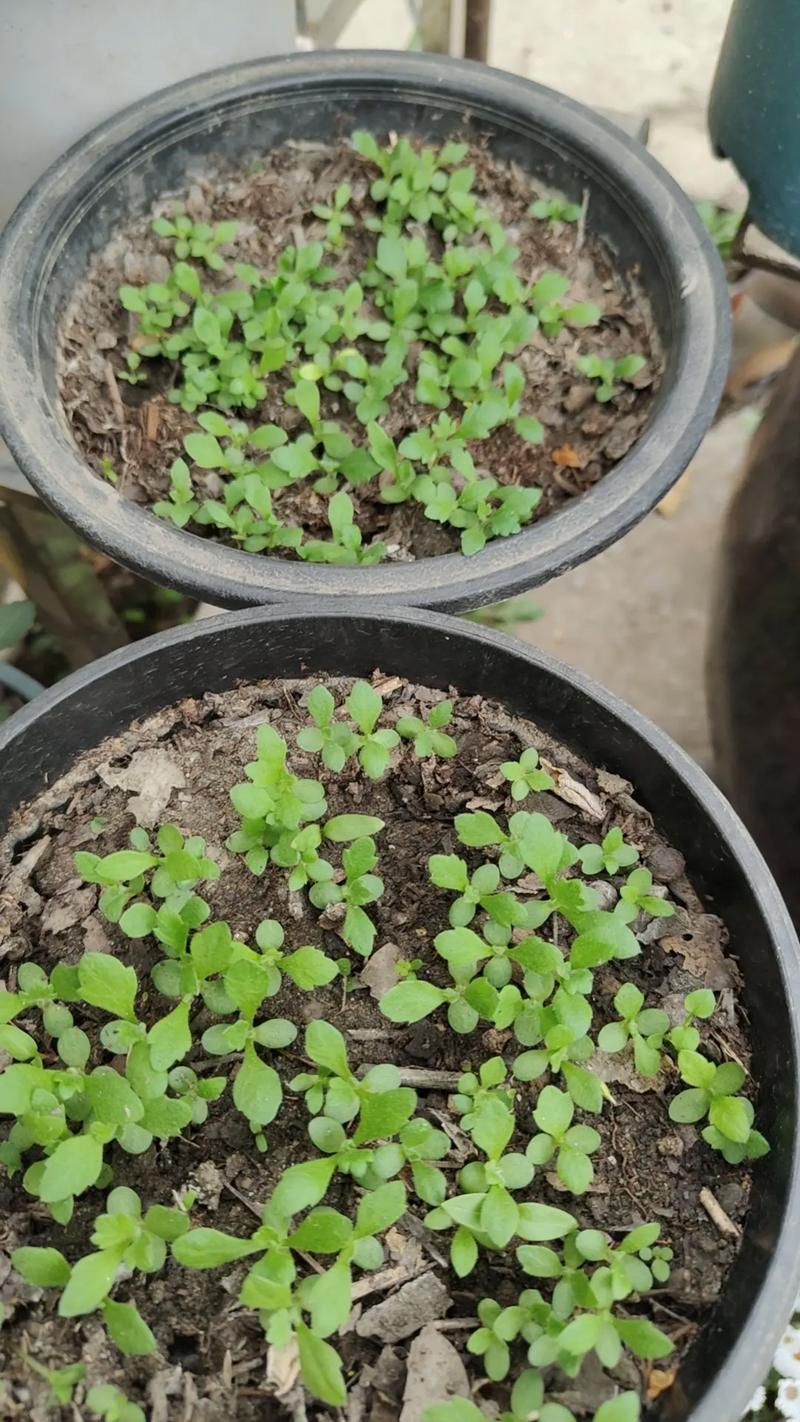 雏菊种子什么时候种?从播种到成活的全流程操作指南 浇定根水