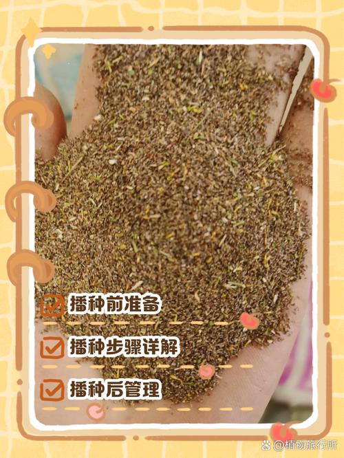 雏菊种子什么时候种?从播种到成活的全流程操作指南 总结