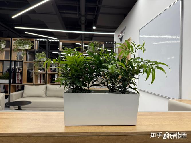 大型绿植租赁多少钱? 2025年价格快速参考与影响因素拆解 五大影响因素拆解