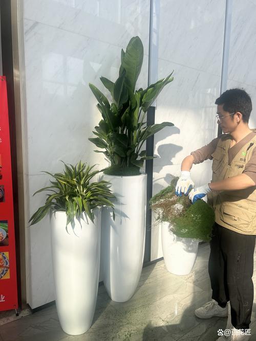 大型绿植租赁多少钱? 2025年价格快速参考与影响因素拆解 常见问题解答(FAQ)