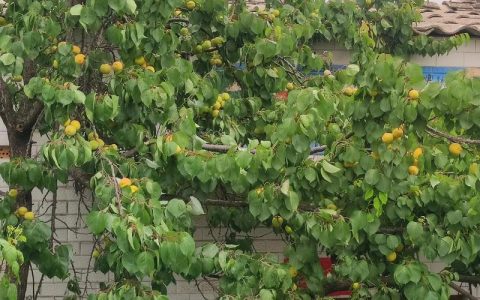 院子里种杏树风水好吗？科学种植指南与养护要点