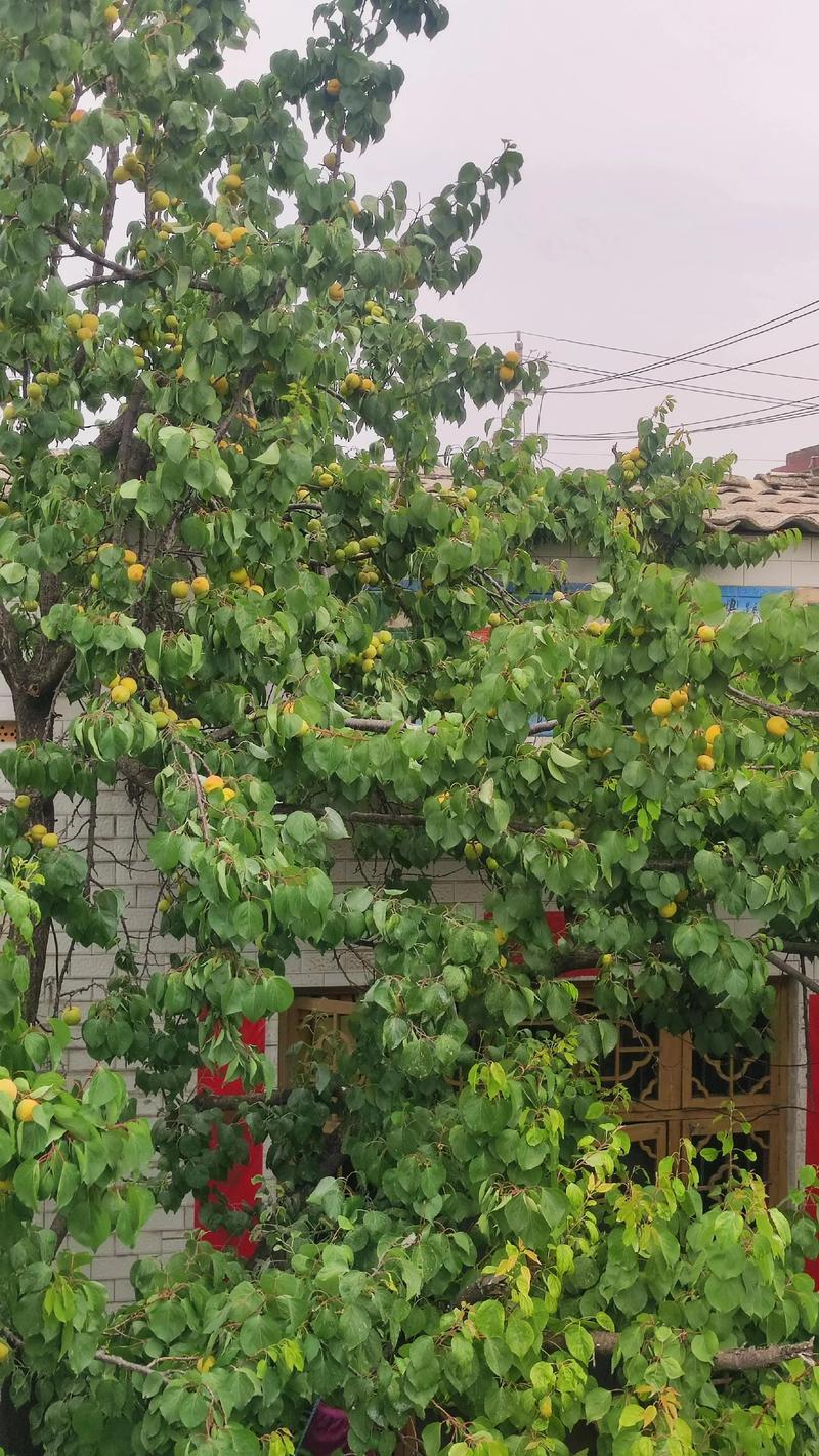 院子里种杏树风水好吗?科学种植指南与养护要点 院子里种杏树风水好吗?科学种植指南与养护要点