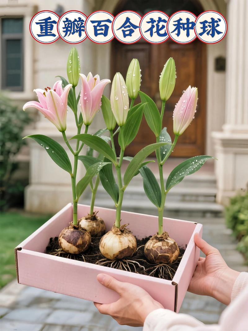 如何种百合花种球盆栽?零基础也能照做的实操指南 三、栽前处理:消毒与晾干,提高抗病力