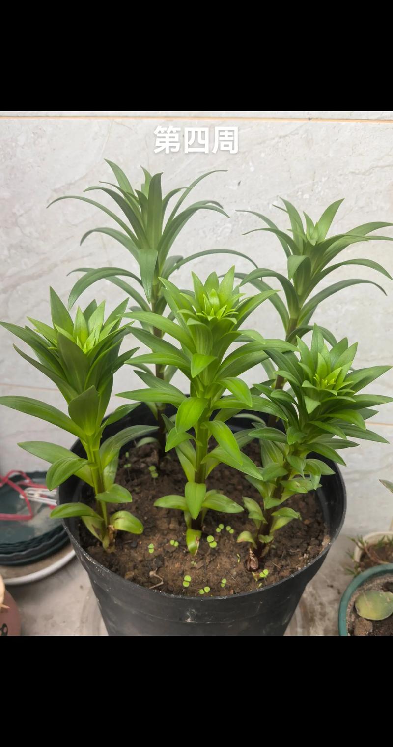 如何种百合花种球盆栽?零基础也能照做的实操指南 五、浇定根水:一次浇透,此后控水