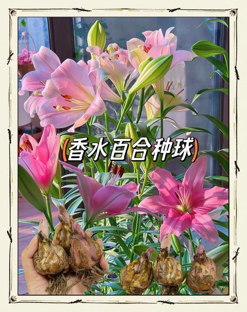 如何种百合花种球盆栽?零基础也能照做的实操指南 七、成活注意事项:三个关键避坑点