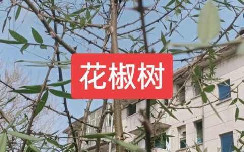 为什么家里面不能种花椒树？民间说法与科学真相一文讲透