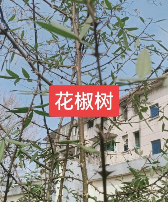 为什么家里面不能种花椒树？民间说法与科学真相一文讲透