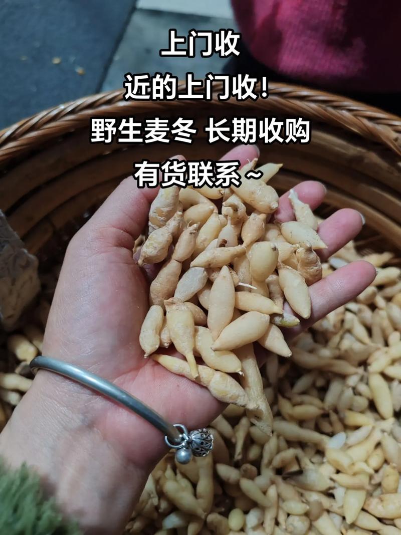 麦冬苗价格是多少钱一斤?2024年参考区间与影响因素详解 数量因素:买得越多,单斤越便宜