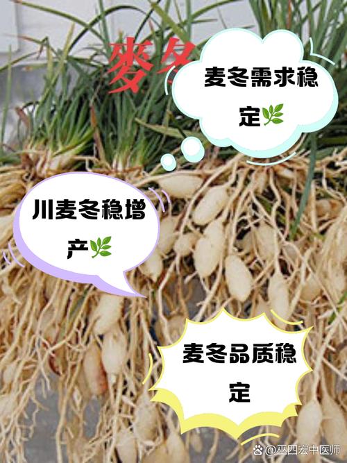 麦冬苗价格是多少钱一斤?2024年参考区间与影响因素详解 采购建议:怎么问价更准确