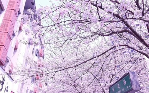樱花代表什么意思：文化寓意与花期养护全解析