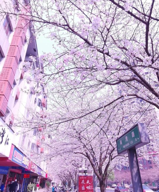 樱花代表什么意思：文化寓意与花期养护全解析
