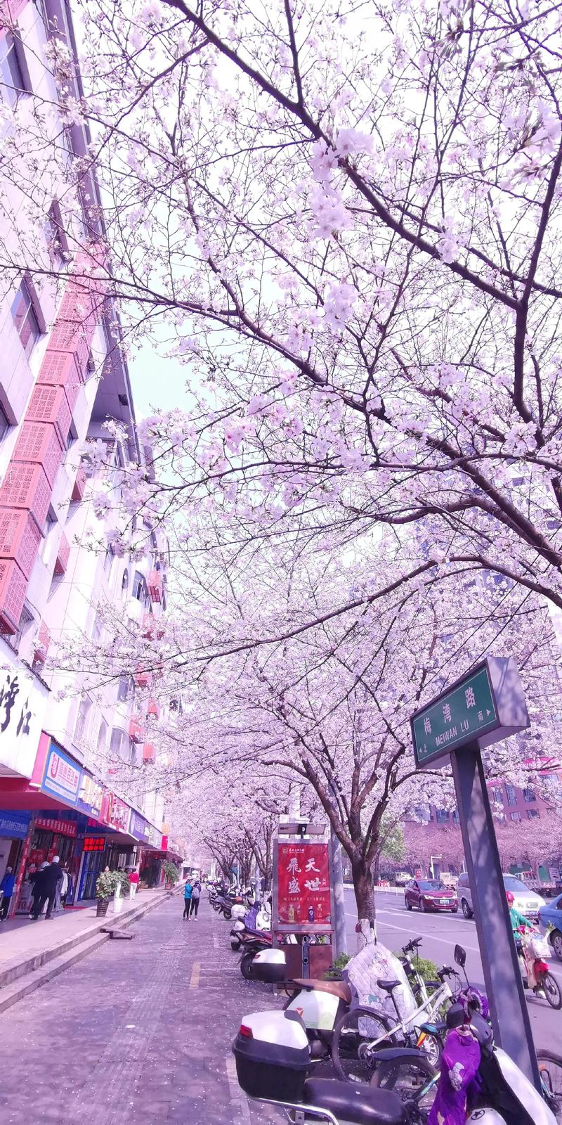 樱花代表什么意思:文化寓意与花期养护全解析 樱花代表什么意思:文化寓意与花期养护全解析