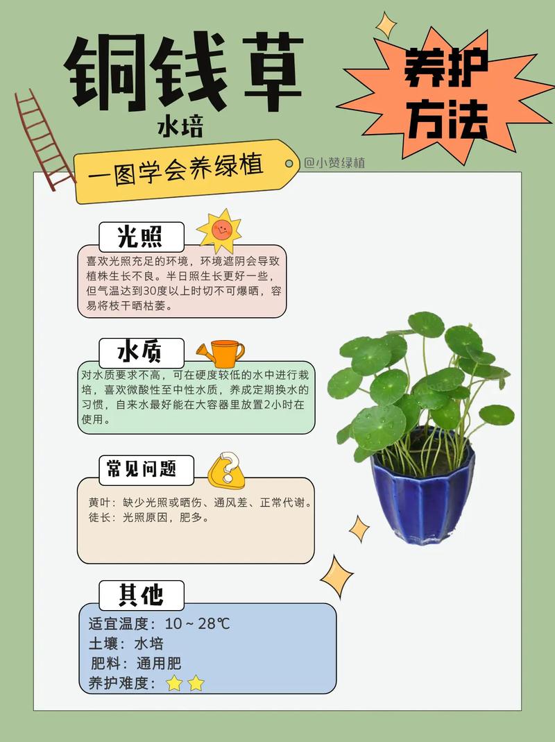 小铜钱草怎么养:浇水、施肥、光照到换盆的家庭养护指南 五、越冬越夏:小铜钱草怕极端温度,稳定环境比频繁折腾更重要