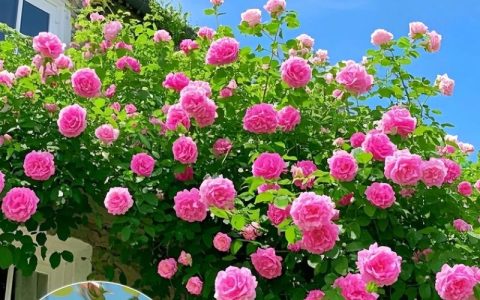 蔷薇花如何栽种？从选时到成活的完整指南
