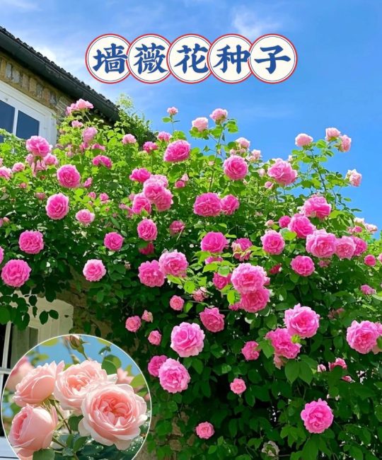蔷薇花如何栽种？从选时到成活的完整指南