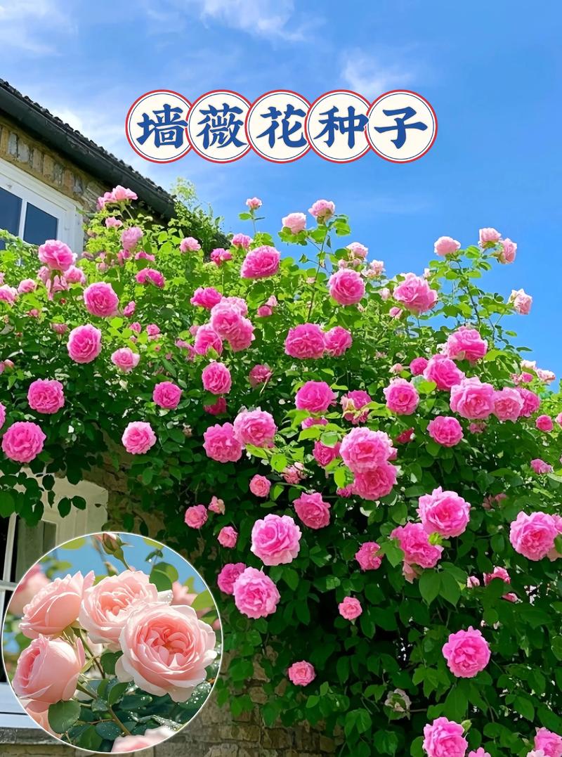 一、适宜栽种时间