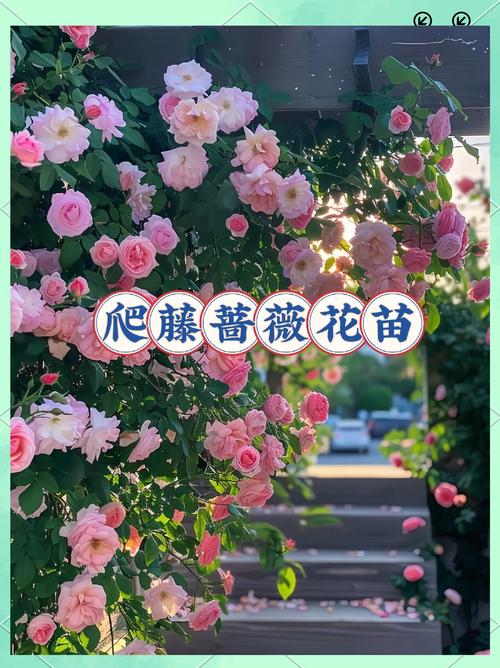 四、栽植深度控制
