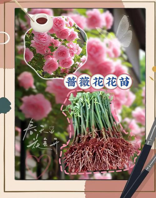 三、栽前种苗处理