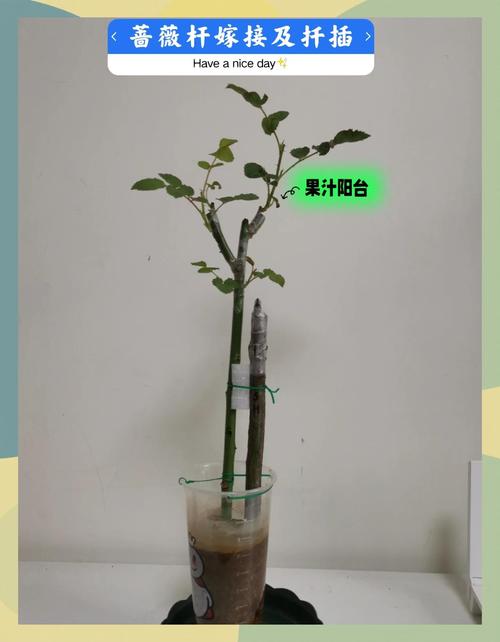 七、成活后促花与越冬越夏要点