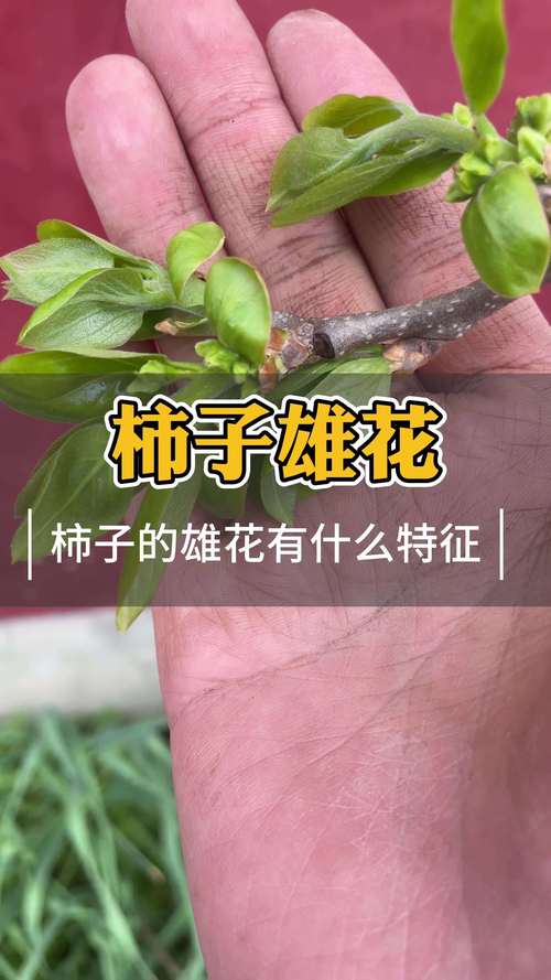 柿子开花什么样子?从花形、花期到促花养护全解析 形态特征:从株高到花果的精细描述