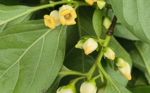 柿子开花什么样子？从花形、花期到促花养护全解析