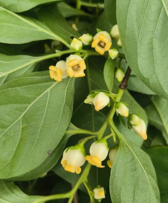 柿子开花什么样子？从花形、花期到促花养护全解析