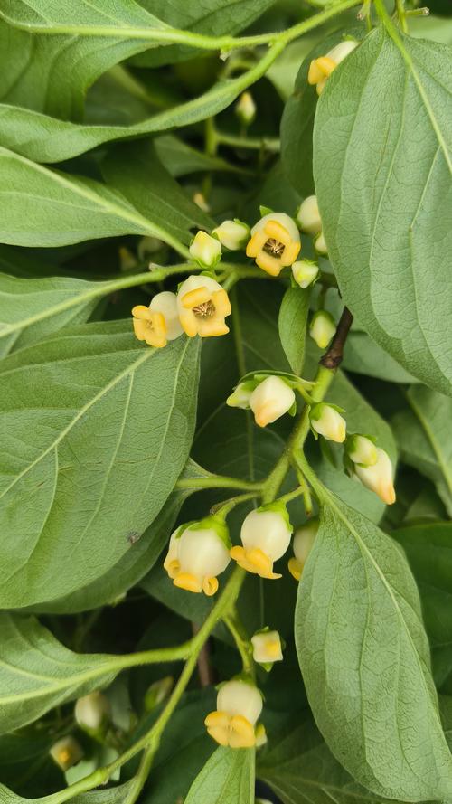 柿子开花什么样子?从花形、花期到促花养护全解析 柿子开花什么样?