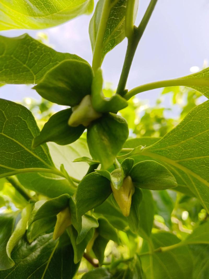 柿子开花什么样子?从花形、花期到促花养护全解析 花期的关键影响因素