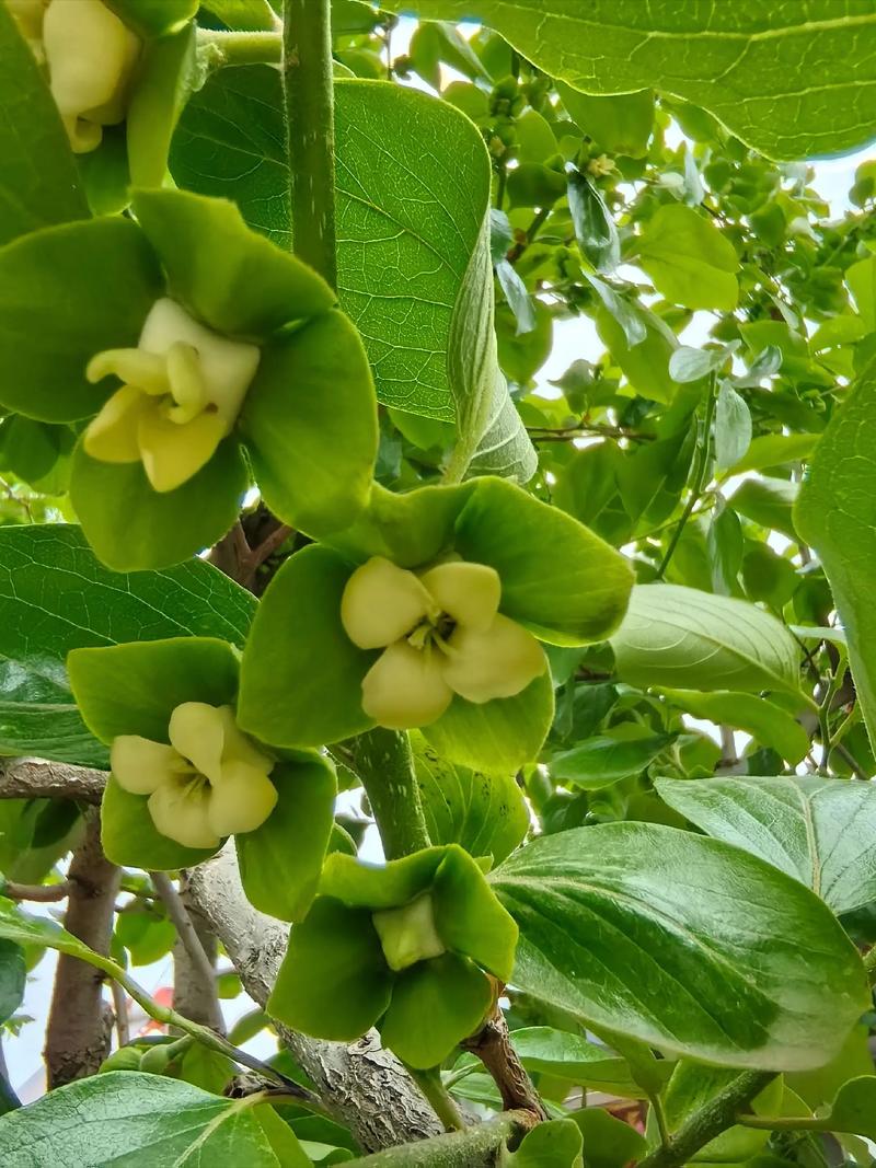 柿子开花什么样子?从花形、花期到促花养护全解析 促花促果养护步骤