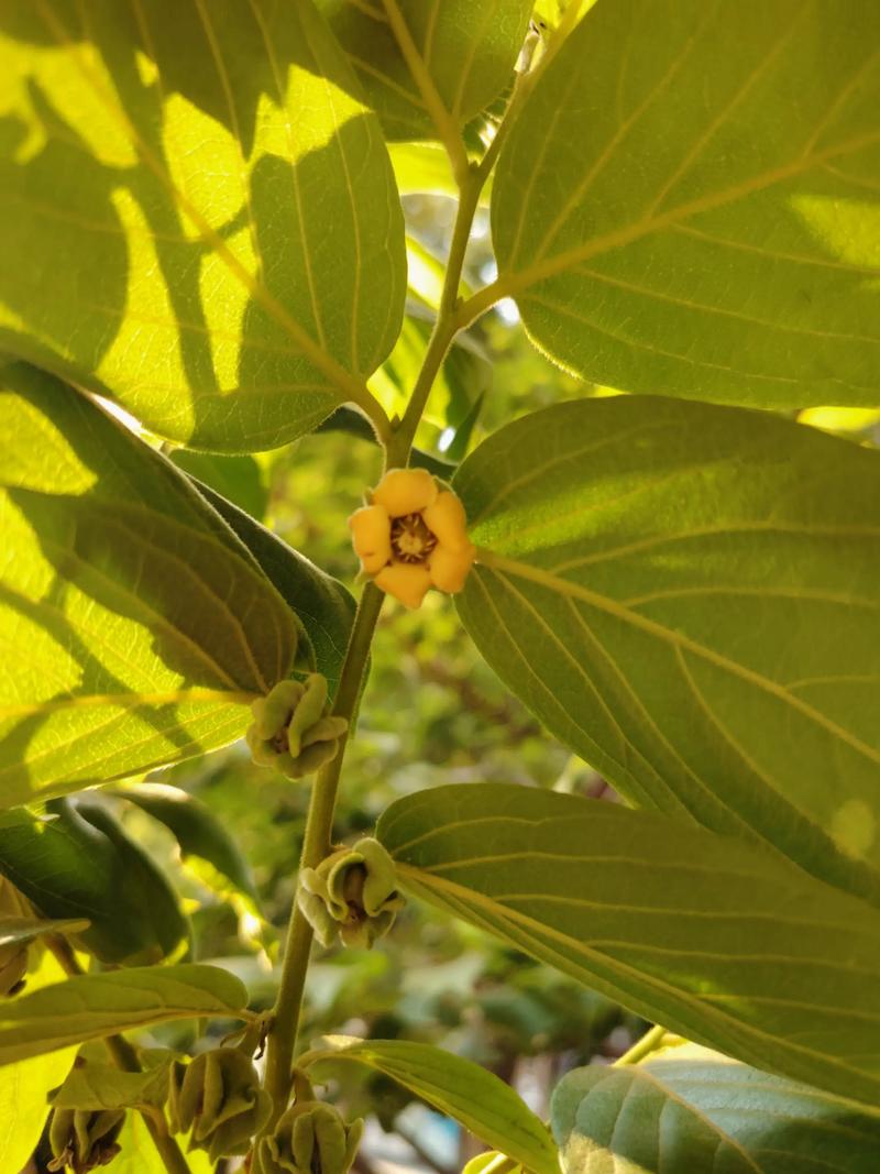 柿子开花什么样子?从花形、花期到促花养护全解析 常见问题解答(FAQ)