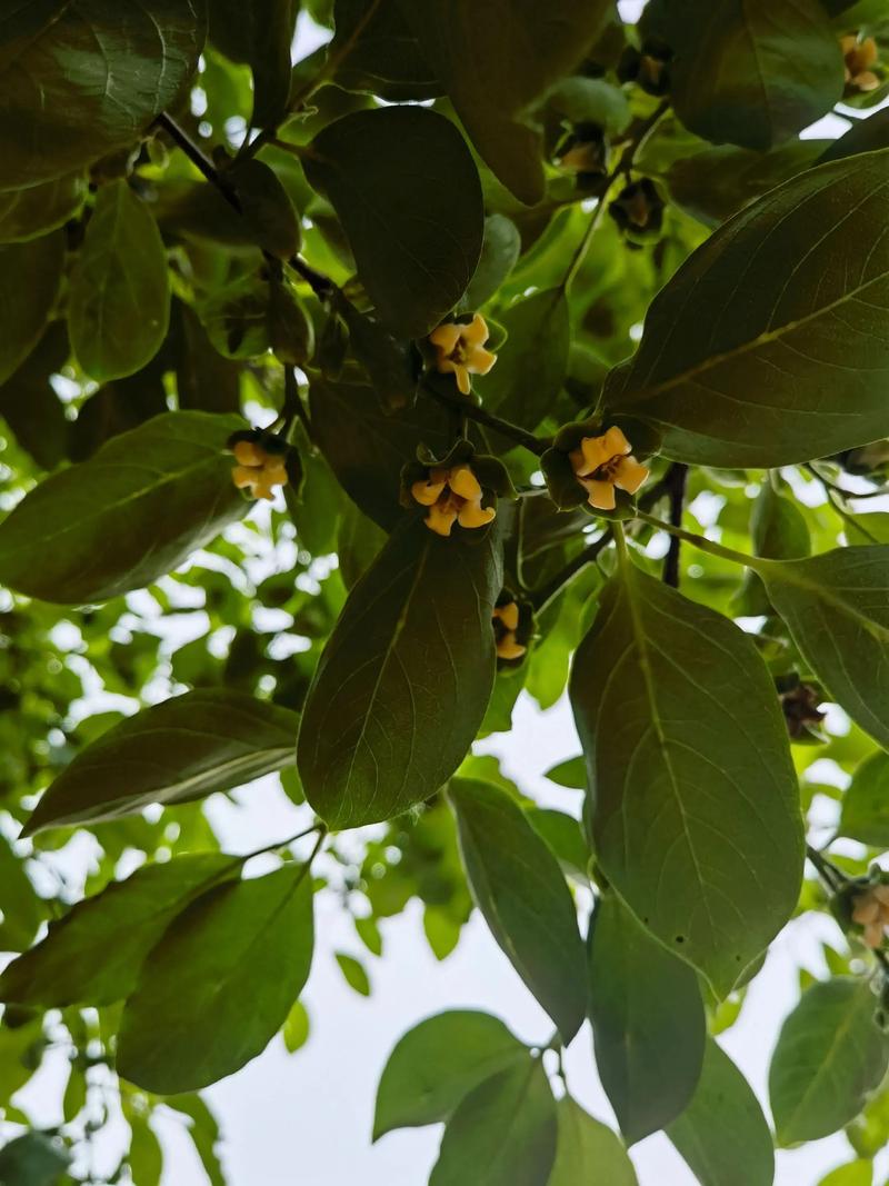 柿子开花什么样子?从花形、花期到促花养护全解析 园林用途与识别要点