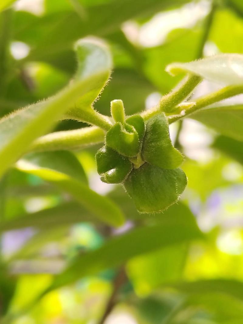 柿子开花什么样子?从花形、花期到促花养护全解析 不开花不结果的常见原因与解决
