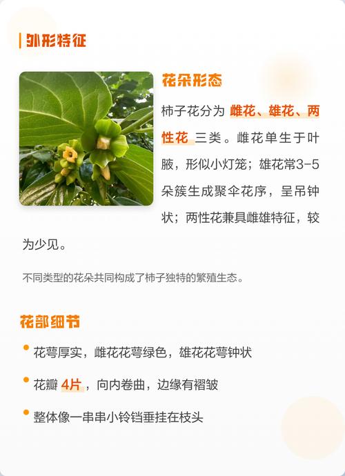 柿子开花什么样子?从花形、花期到促花养护全解析 总结