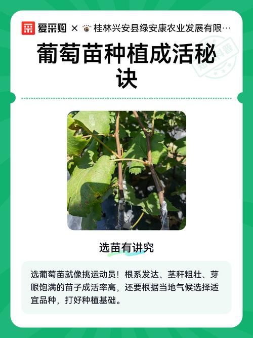 葡萄苗种植全攻略:从选苗到成活的七个关键步骤 4. 栽植深度:黄金原则“深挖浅栽”