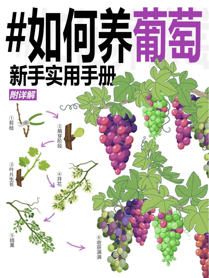 葡萄苗种植全攻略:从选苗到成活的七个关键步骤 6. 缓苗管理:7-15天是关键期