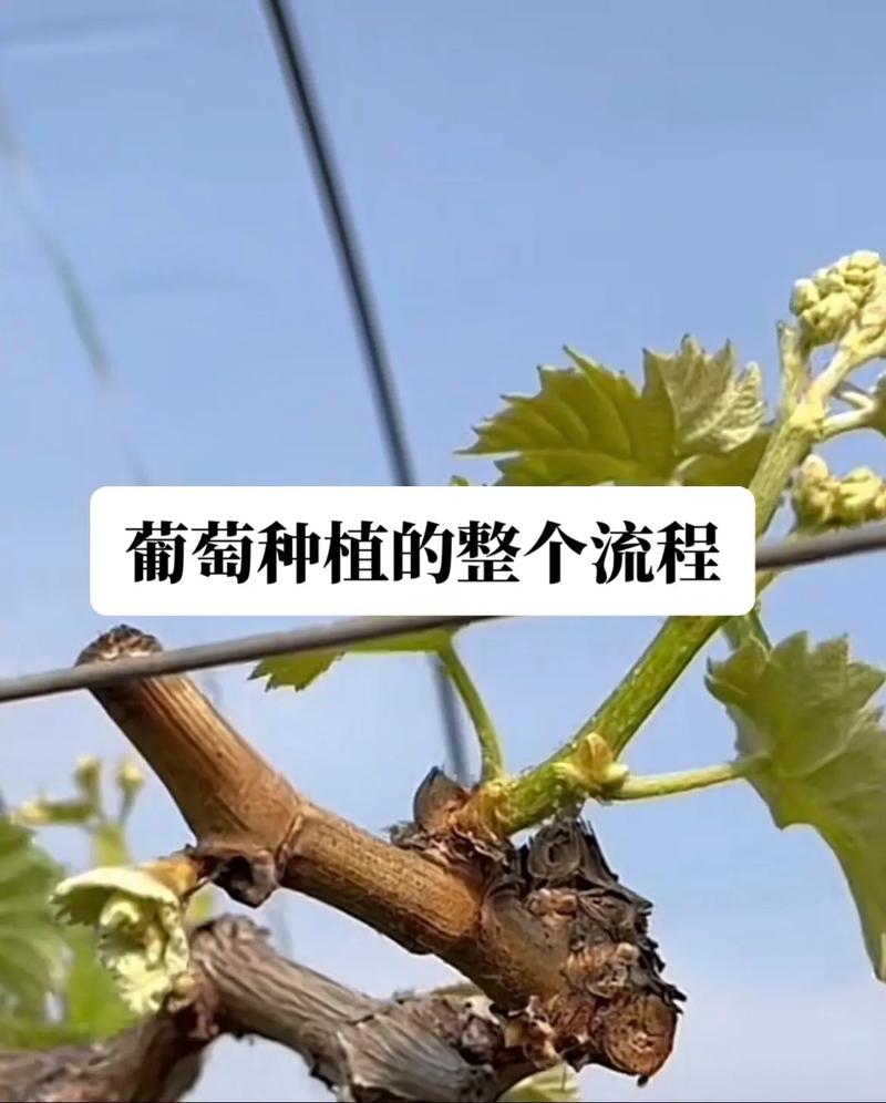 葡萄苗种植全攻略:从选苗到成活的七个关键步骤 7. 成活注意事项:后顾无忧