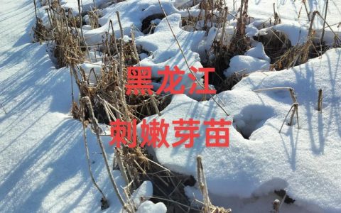 刺龙芽苗多少钱一颗？2025年价格参考与影响因素全解析