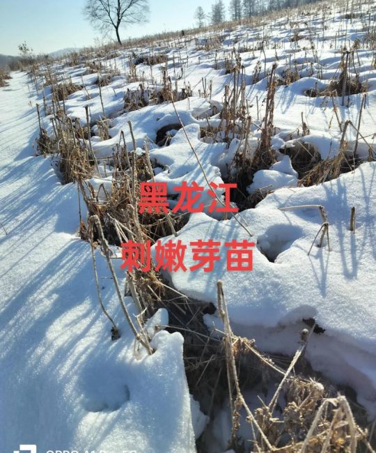 刺龙芽苗多少钱一颗？2025年价格参考与影响因素全解析