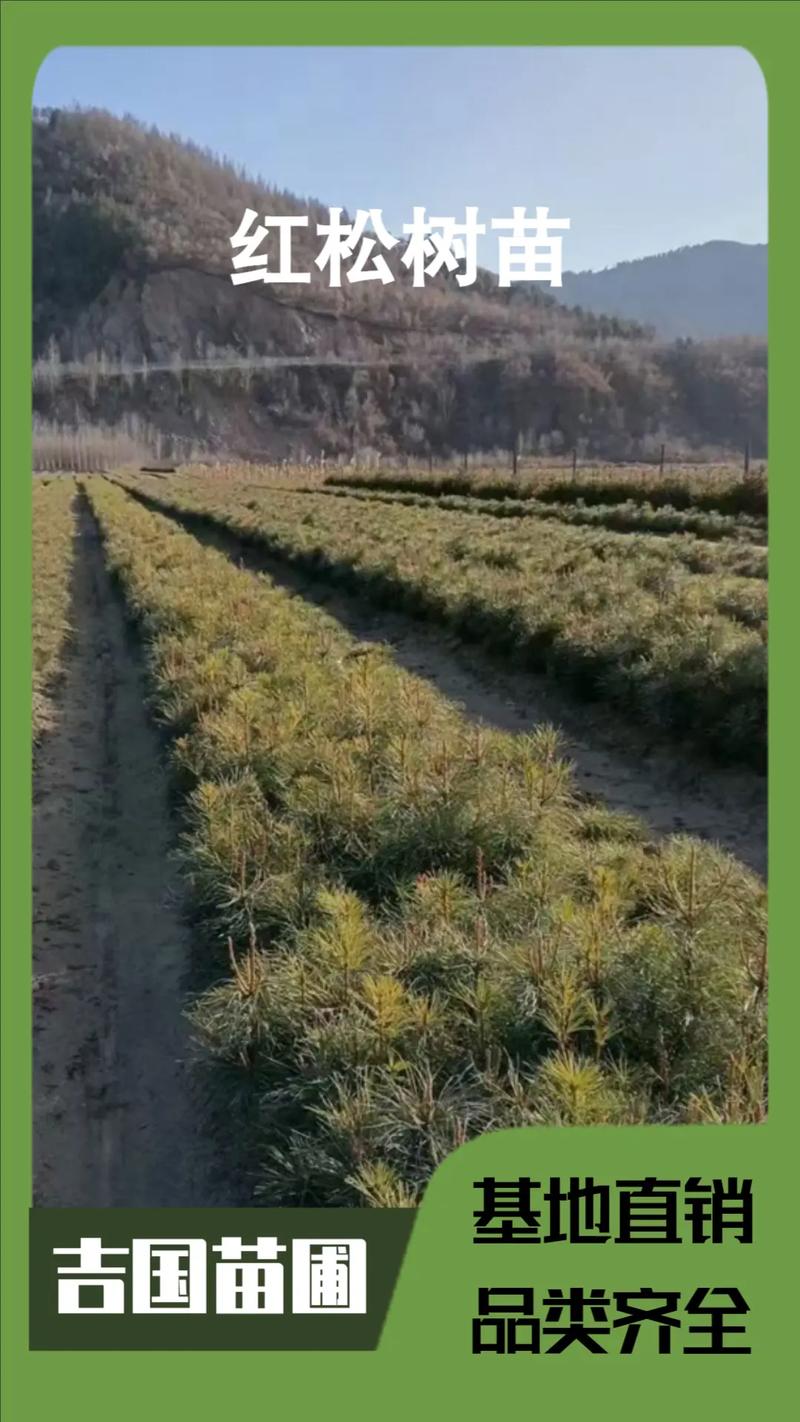 刺龙芽苗多少钱一颗?2025年价格参考与影响因素全解析 影响因素二:产地与品种