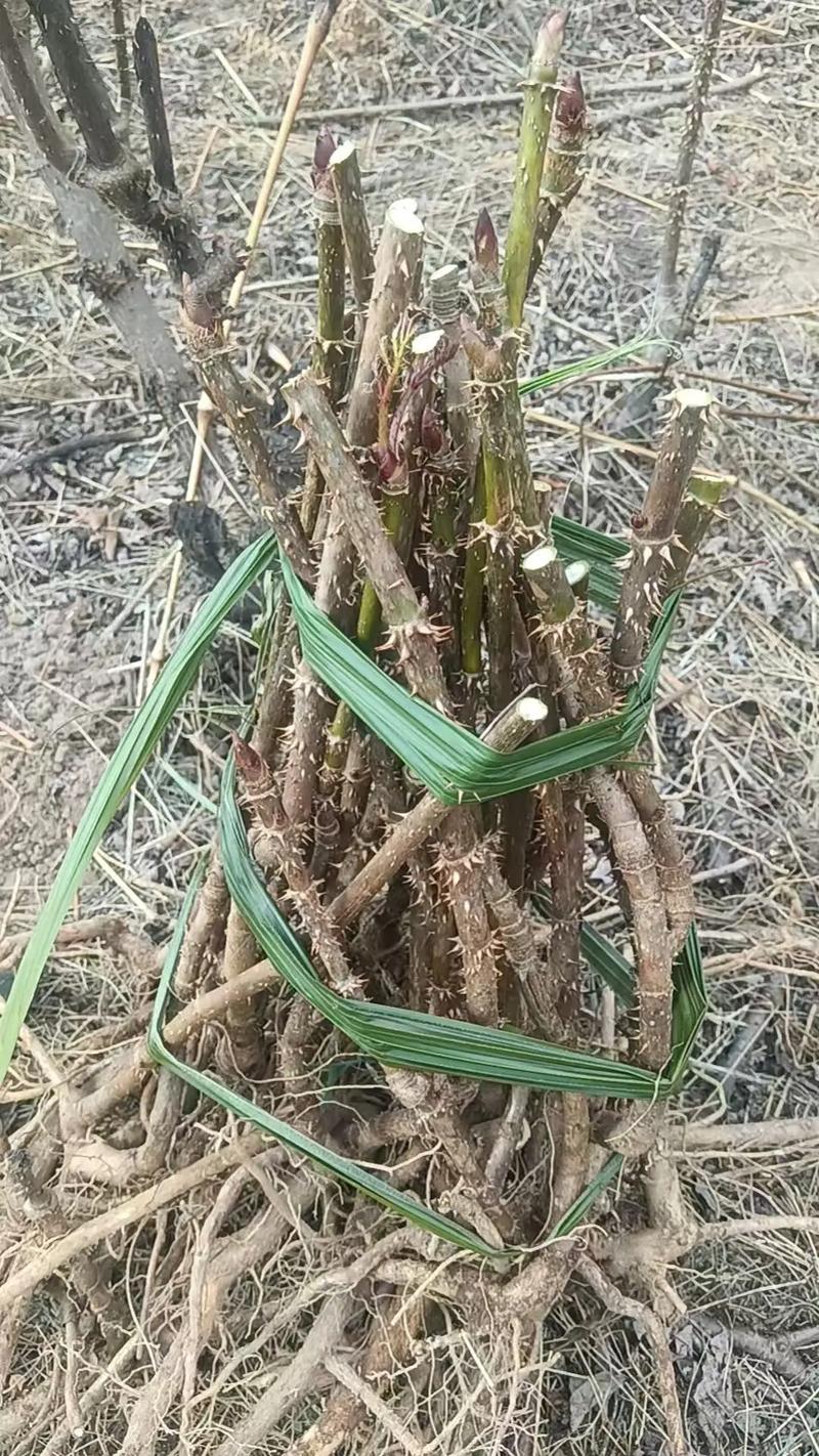 刺龙芽苗多少钱一颗?2025年价格参考与影响因素全解析 影响因素一:规格(苗龄与高度)