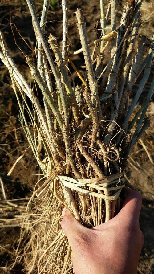 刺龙芽苗多少钱一颗?2025年价格参考与影响因素全解析 影响因素四:数量(采购规模)