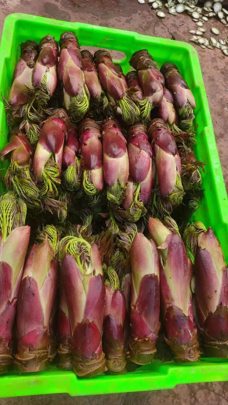 刺龙芽苗多少钱一颗?2025年价格参考与影响因素全解析 影响因素三:季节(采购时间)