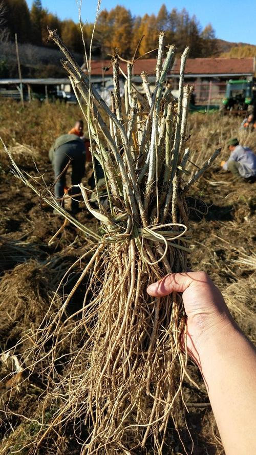 刺龙芽苗多少钱一颗?2025年价格参考与影响因素全解析 影响因素五:运输(物流成本)
