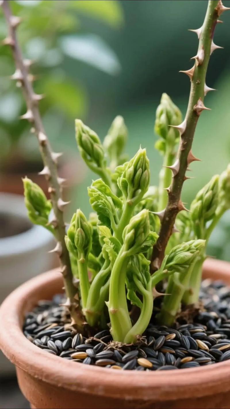 刺龙芽苗多少钱一颗?2025年价格参考与影响因素全解析 综合价格参考表