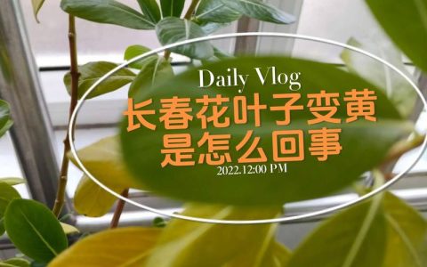 花叶子发黄怎么回事？家庭盆栽黄叶原因全解析与急救指南